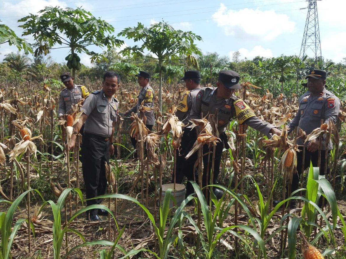 Polsek Bakam Panen Jagung Kuartal I, Dukung Ketahanan Pangan