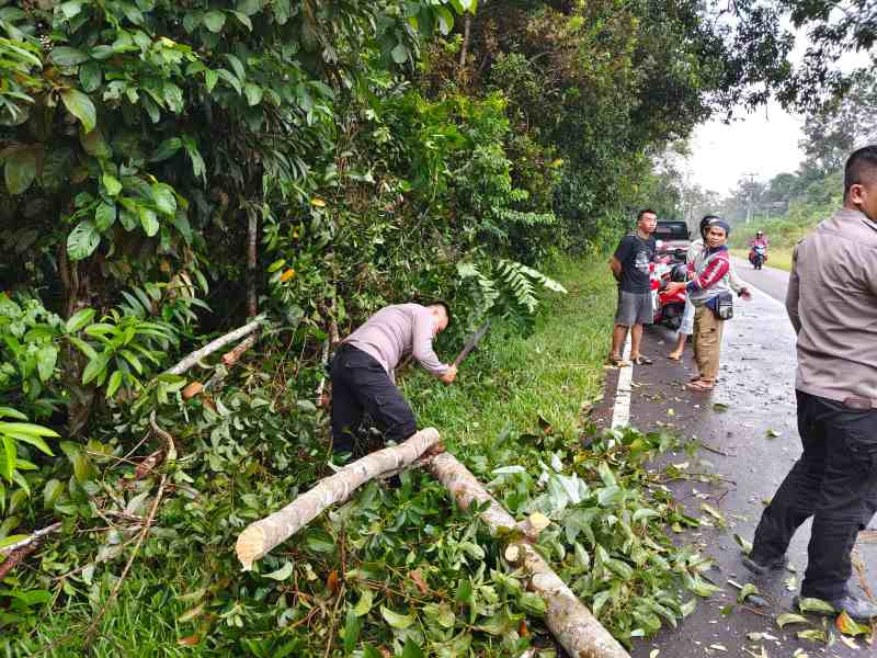 Respon Cepat Polsek Mendo Barat Tangani Pohon Tumbang di Jalan Raya Pangkalpinang–Muntok Desa Petaling