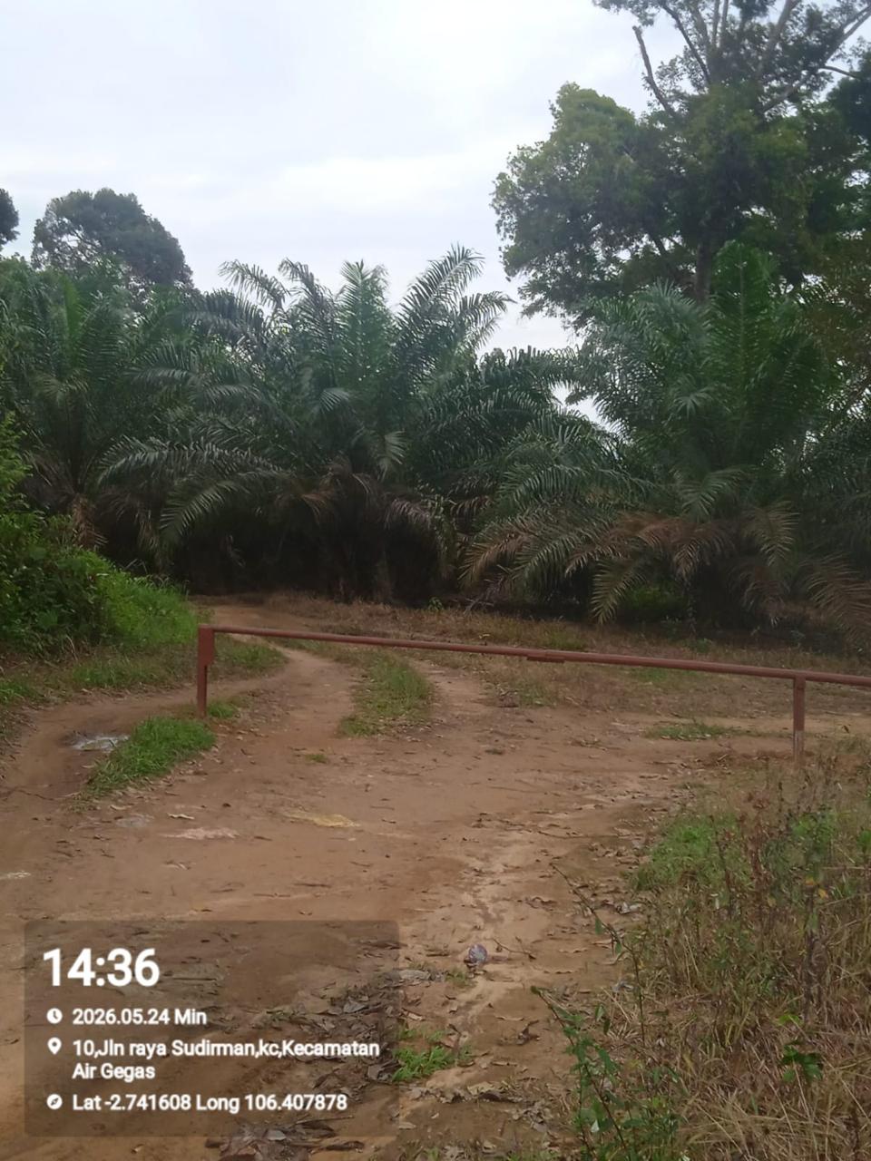 Pemasangan Portal di Jalan Kebun Sawit Air Liuk Disebut karena Pencurian Buah Sawit Sangat Meresahkan