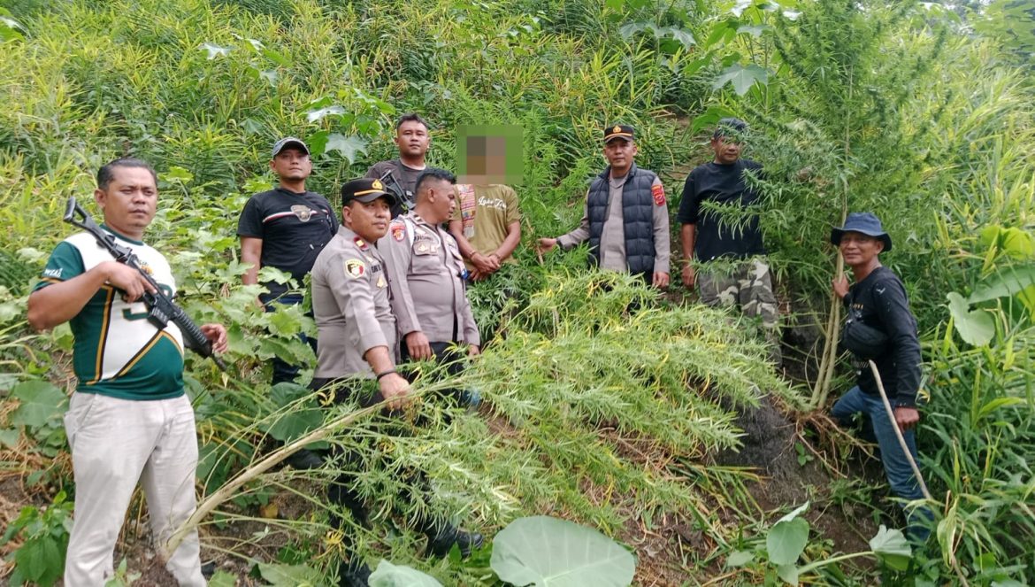 Berawal dari Informasi Warga, Polisi Langkat Ungkap 11 Batang Ganja di Perladangan
